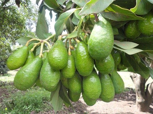 Palto Fuerte Árbol Frutal Injertado Palta 1