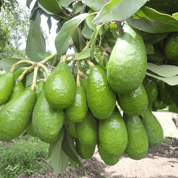 Palto Fuerte Árbol Frutal Injertado Palta 1