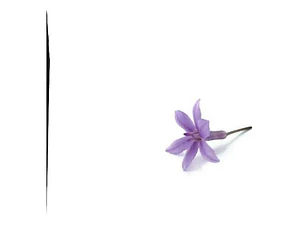 Pack De 10 Flor De Ajo Tulbaghia Violeta Planta Ornamental