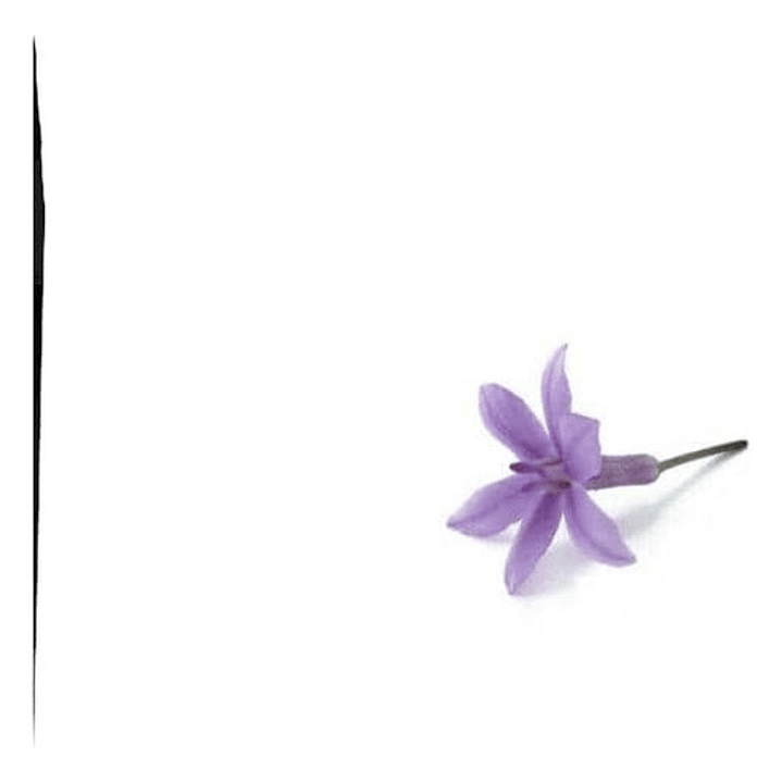 Pack De 10 Flor De Ajo Tulbaghia Violeta Planta Ornamental 1