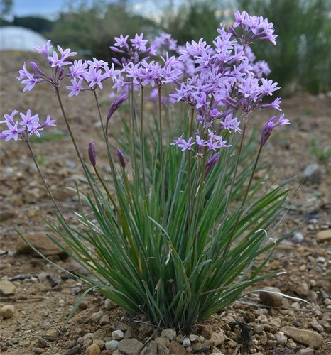 Pack De 10 Flor De Ajo Tulbaghia Violeta Planta Ornamental 2