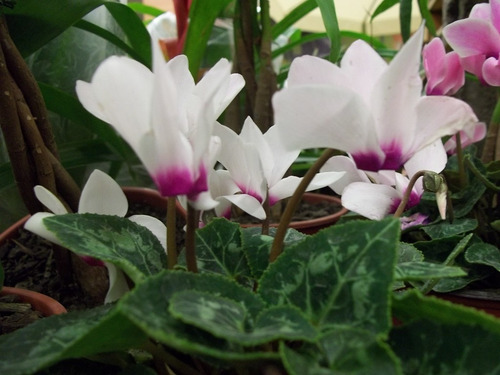 Violeta De Persia Blanca Planta Ornamental 1