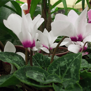 Violeta De Persia Blanca Planta Ornamental