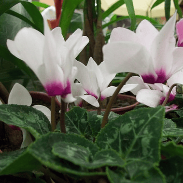 Violeta De Persia Blanca Planta Ornamental 1