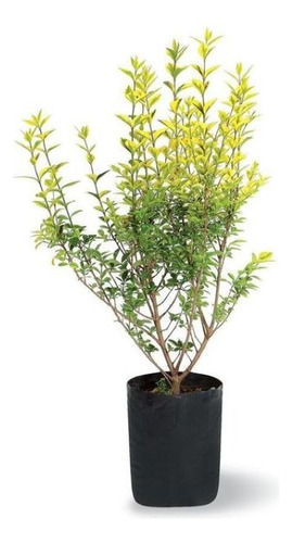 Ligustrina Amarilla Grande Arbusto Ornamental 1