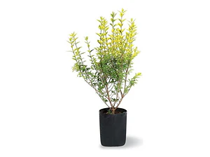Ligustrina Amarilla Grande Arbusto Ornamental