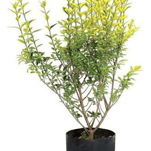 Ligustrina Amarilla Grande Arbusto Ornamental