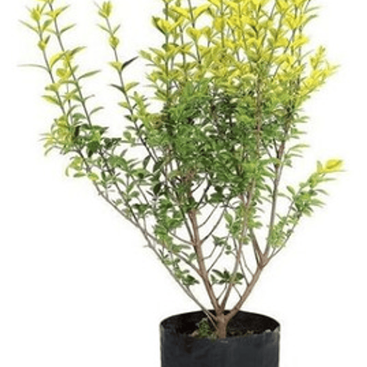 Ligustrina Amarilla Grande Arbusto Ornamental 1