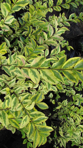 Ligustrina Amarilla Grande Arbusto Ornamental 2