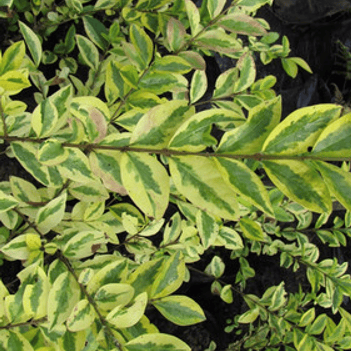 Ligustrina Amarilla Grande Arbusto Ornamental 2