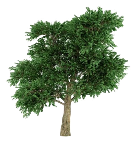 Madroño Frutal Arbustos Unedo Árbol Ornamental 1