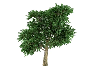 Madroño Frutal Arbustos Unedo Árbol Ornamental