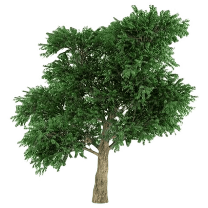 Madroño Frutal Arbustos Unedo Árbol Ornamental 1