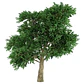 Madroño Frutal Arbustos Unedo Árbol Ornamental - Miniatura 1