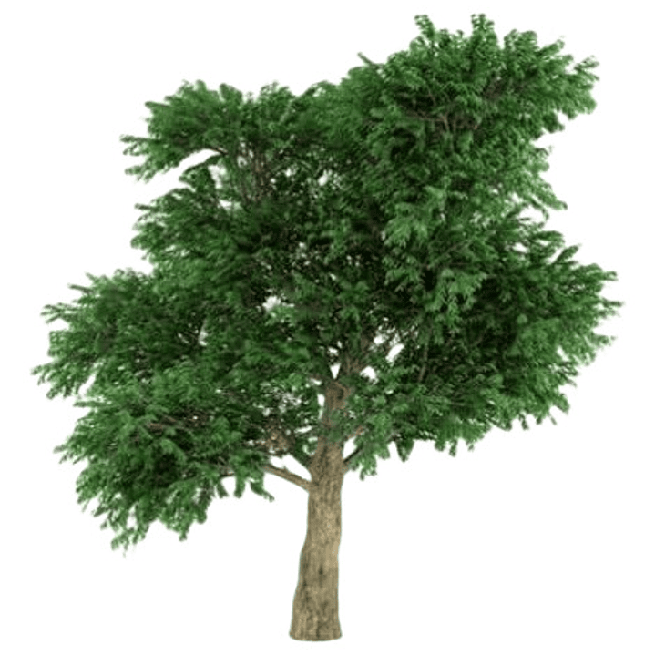 Madroño Frutal Arbustos Unedo Árbol Ornamental 2