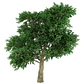 Madroño Frutal Arbustos Unedo Árbol Ornamental - Miniatura 2