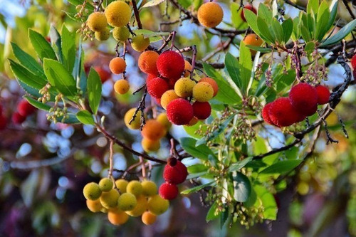 Madroño Frutal Arbustos Unedo Árbol Ornamental 3