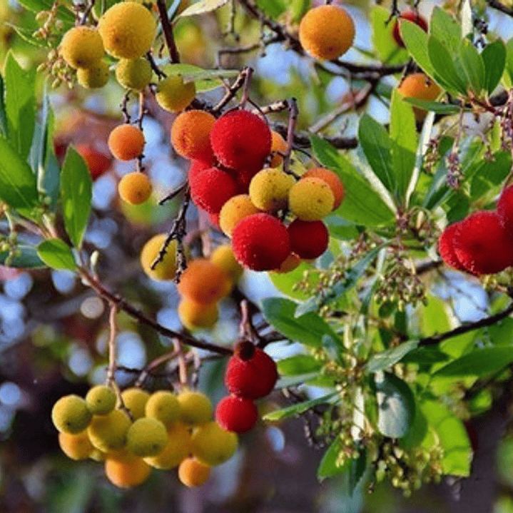 Madroño Frutal Arbustos Unedo Árbol Ornamental 3