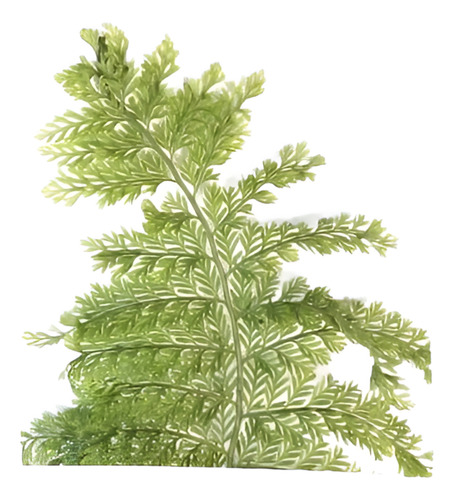 Helecho Perejil Pequeño Planta Interior 1