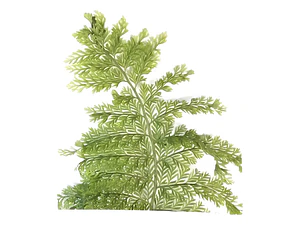 Helecho Perejil Pequeño Planta Interior