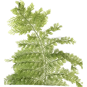 Helecho Perejil Pequeño Planta Interior