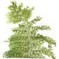 Helecho Perejil Pequeño Planta Interior - Miniatura 1
