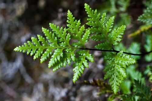 Helecho Perejil Pequeño Planta Interior 2