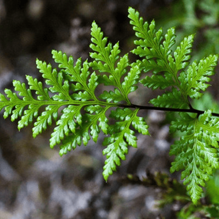 Helecho Perejil Pequeño Planta Interior 2