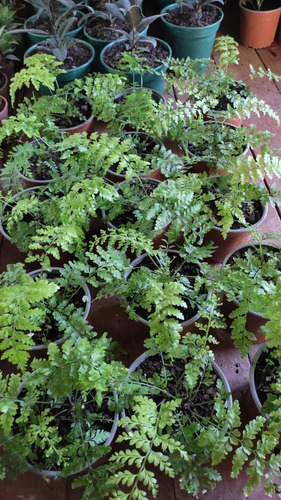 Helecho Perejil Pequeño Planta Interior 3