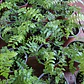 Helecho Perejil Pequeño Planta Interior - Miniatura 3