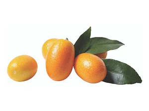 Kumquat Grande 1,5 Mts Naranjo Enano Árbol Frutal