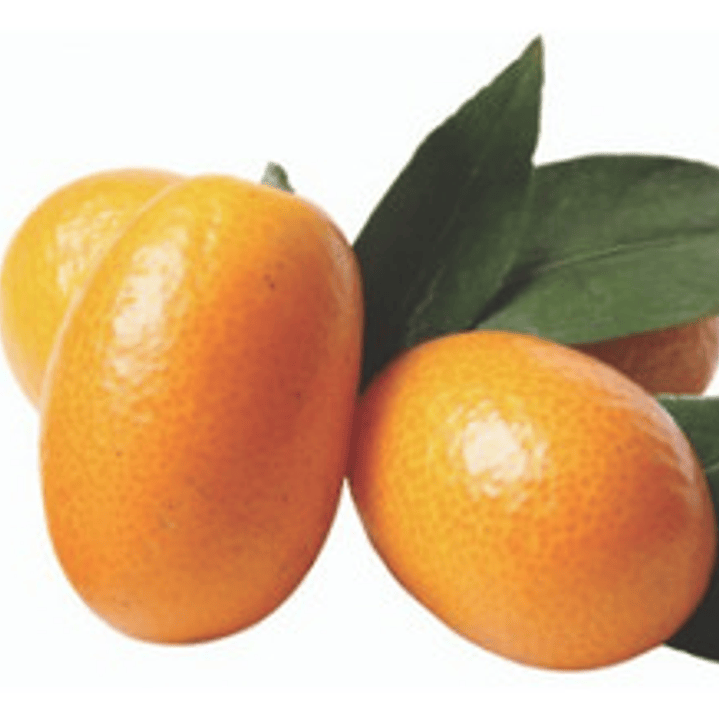 Kumquat Grande 1,5 Mts Naranjo Enano Árbol Frutal 1