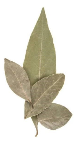  Laurel De Comer Grande Planta Aromática Medicinal 1