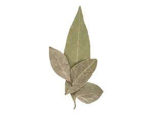  Laurel De Comer Grande Planta Aromática Medicinal