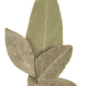  Laurel De Comer Grande Planta Aromática Medicinal