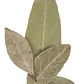  Laurel De Comer Grande Planta Aromática Medicinal - Miniatura 1