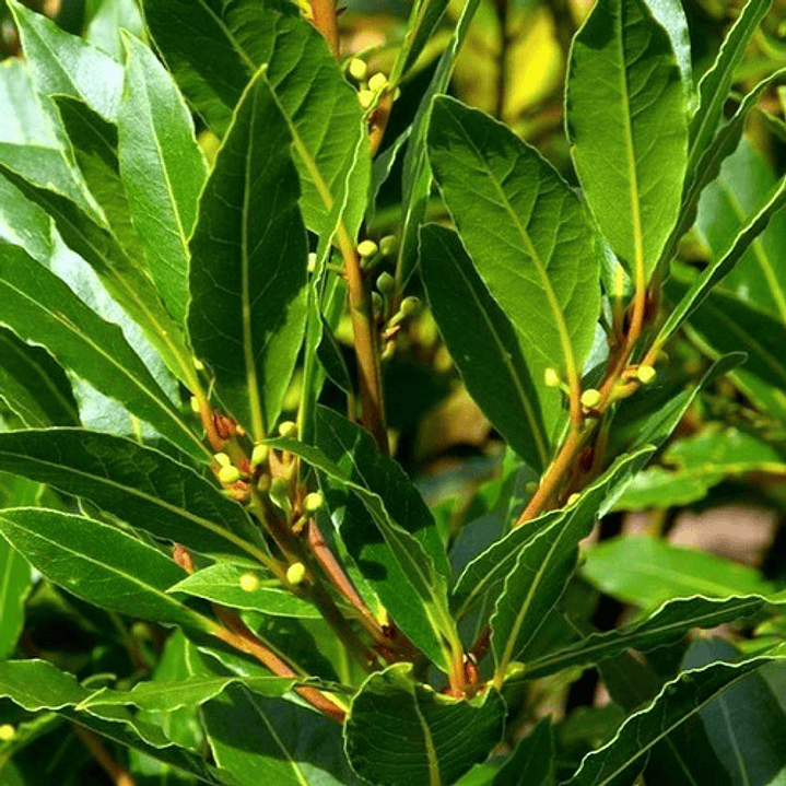  Laurel De Comer Grande Planta Aromática Medicinal 2