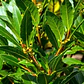  Laurel De Comer Grande Planta Aromática Medicinal - Miniatura 2