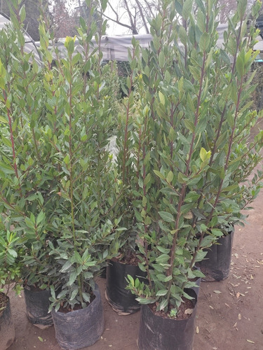  Laurel De Comer Grande Planta Aromática Medicinal 3