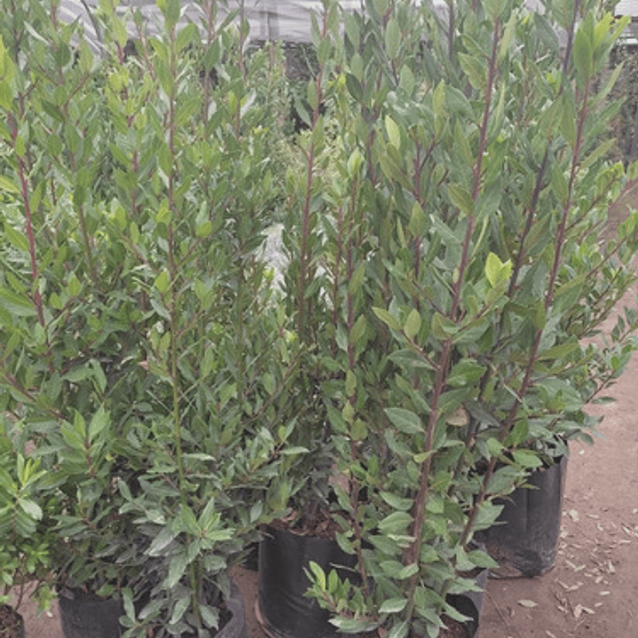  Laurel De Comer Grande Planta Aromática Medicinal 3