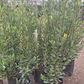  Laurel De Comer Grande Planta Aromática Medicinal - Miniatura 3