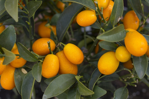 Kumquat Quinoto Pequeño Naranjo enano chino Árbol Frutal 1