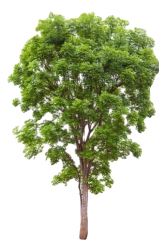 Huingan 1,5 Mts Schinus Polygama Árbol Nativo Ornamental 1