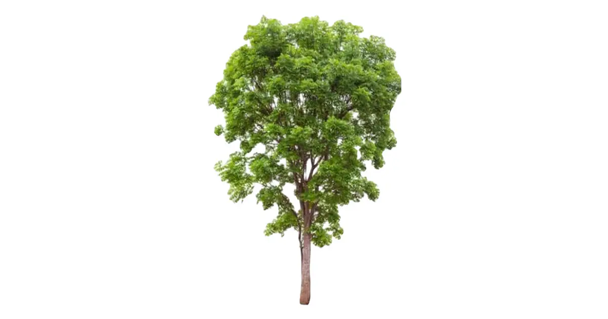 Huingan 1,5 Mts Schinus Polygama Árbol Nativo Ornamental