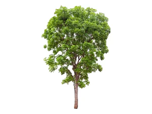 Huingan 1,5 Mts Schinus Polygama Árbol Nativo Ornamental
