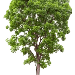Huingan 1,5 Mts Schinus Polygama Árbol Nativo Ornamental