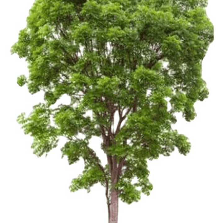 Huingan 1,5 Mts Schinus Polygama Árbol Nativo Ornamental 1