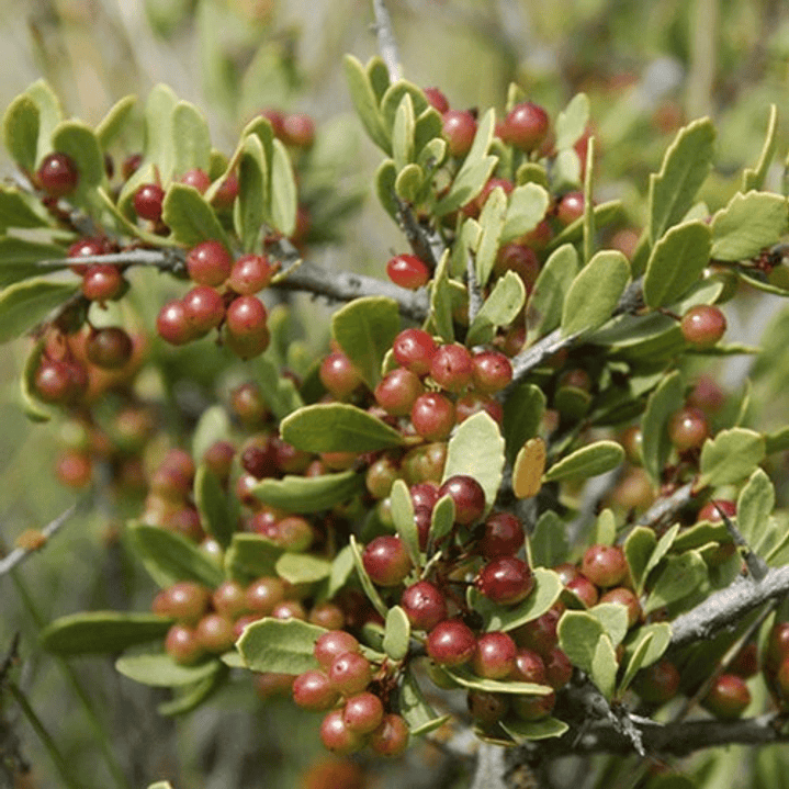 Huingan 1,5 Mts Schinus Polygama Árbol Nativo Ornamental 2