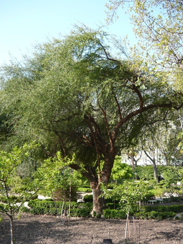 Huingan 1,5 Mts Schinus Polygama Árbol Nativo Ornamental 3