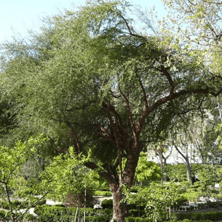 Huingan 1,5 Mts Schinus Polygama Árbol Nativo Ornamental 3